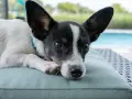 Uroczy rat terrier z wielkimi uszami leży na poduszce. Zastanawiasz się nad rat terrier cena?