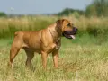 Potężny boerboel na łące. Zastanawiasz się nad boerboel cena? Ten pies to wspaniały towarzysz.