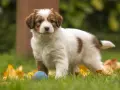 Uroczy szczeniak kooikerhondje z niebieską piłką w trawie. Zastanawiasz się nad kooikerhondje cena?