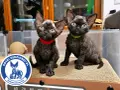 Dwa urocze kociaki rasy Devon Rex, idealne do sprawdzenia hodowli kotów.