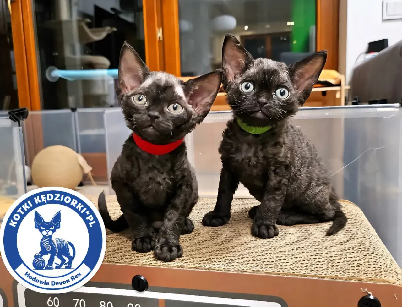 Dwa urocze kociaki rasy Devon Rex, idealne do sprawdzenia hodowli kotów.