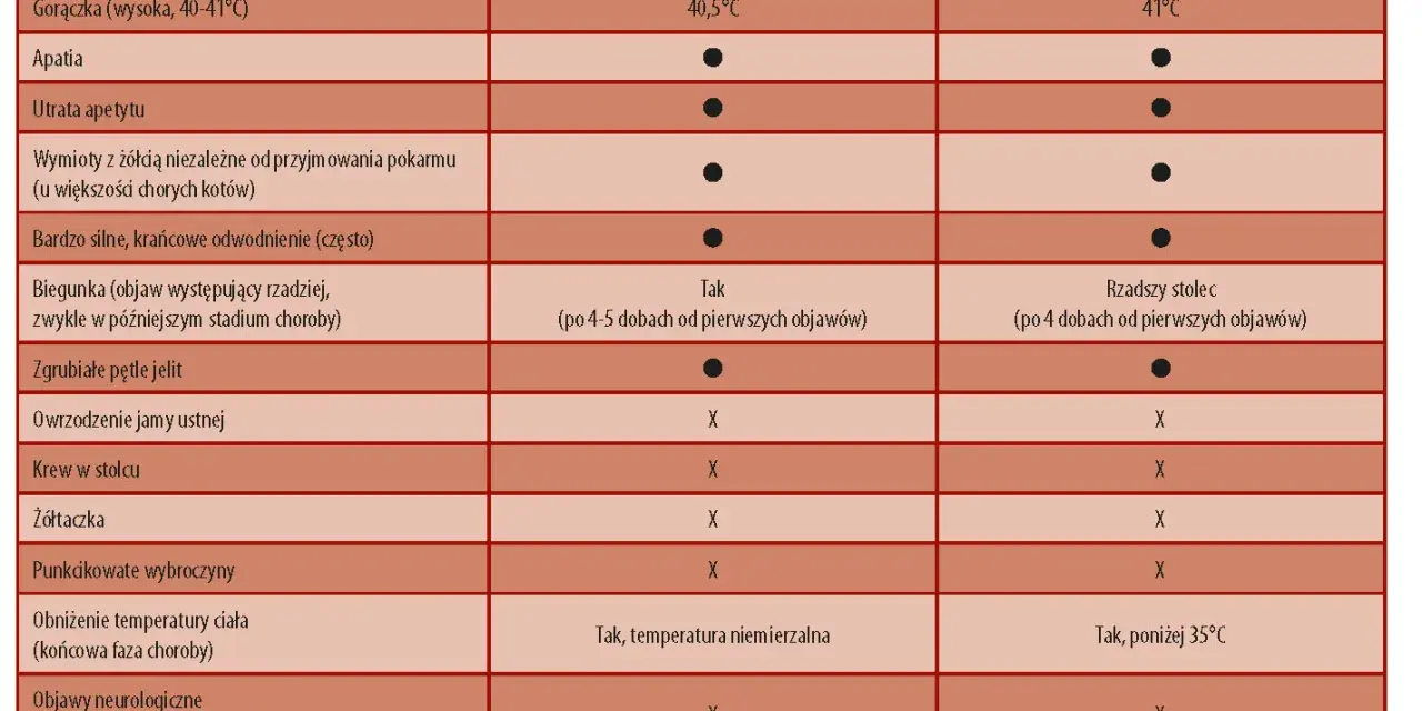 Panleukopenia pierwsze objawy: gorączka, apatia, wymioty, biegunka, odwodnienie. Tabela porównuje objawy u młodego i dorosłego kota.
