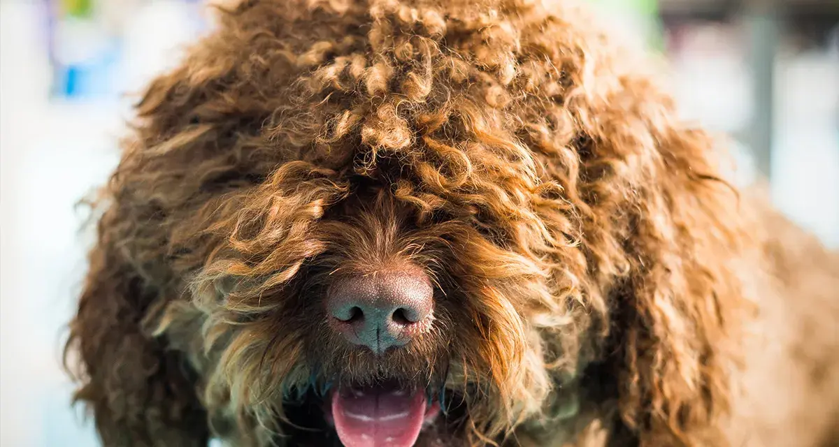 Puszysty barbet z kudłatą sierścią i wystawionym językiem. Sprawdź barbet cena i znajdź swojego idealnego towarzysza.
