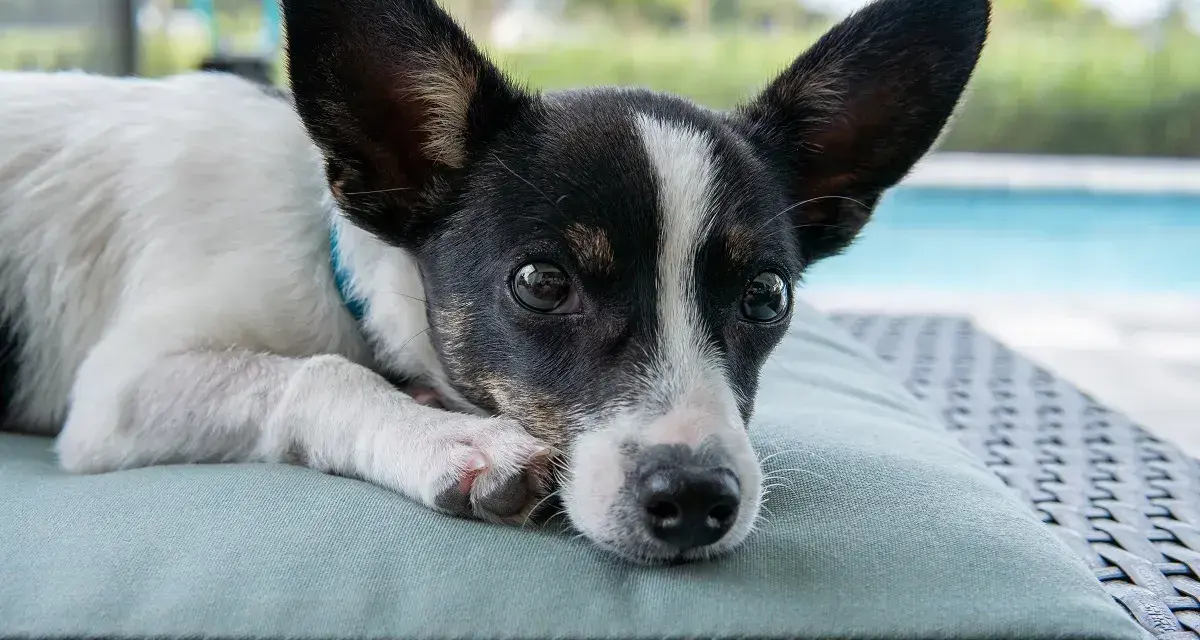 Uroczy rat terrier z wielkimi uszami leży na poduszce. Zastanawiasz się nad rat terrier cena?