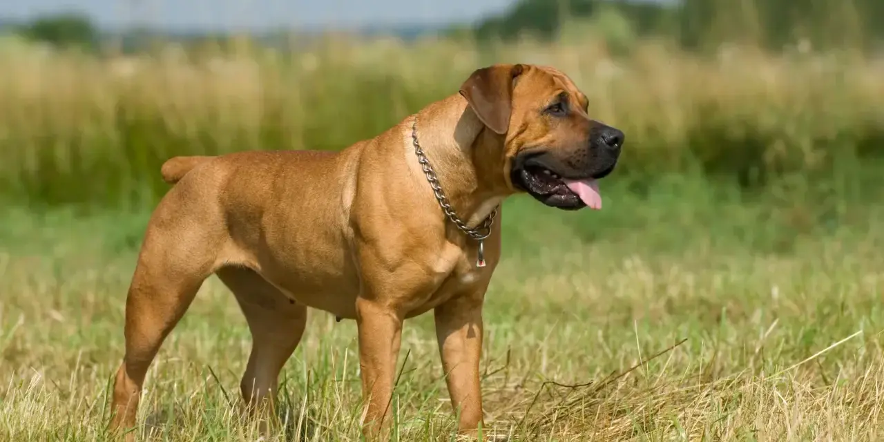 Potężny boerboel na łące. Zastanawiasz się nad boerboel cena? Ten pies to wspaniały towarzysz.