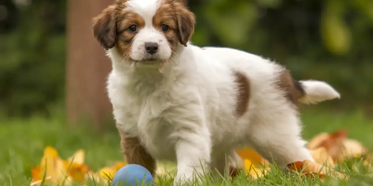 Uroczy szczeniak kooikerhondje z niebieską piłką w trawie. Zastanawiasz się nad kooikerhondje cena?
