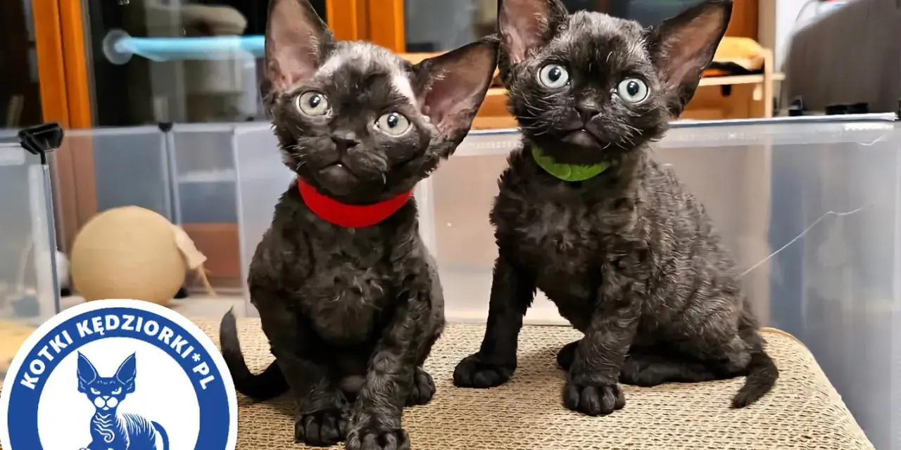 Dwa urocze kociaki rasy Devon Rex, idealne do sprawdzenia hodowli kotów.
