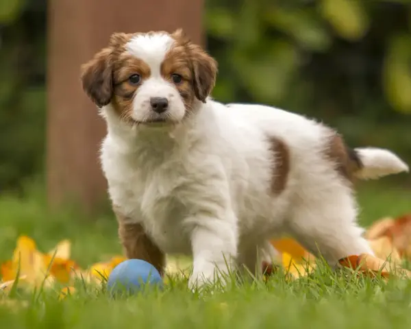Uroczy szczeniak kooikerhondje z niebieską piłką w trawie. Zastanawiasz się nad kooikerhondje cena?