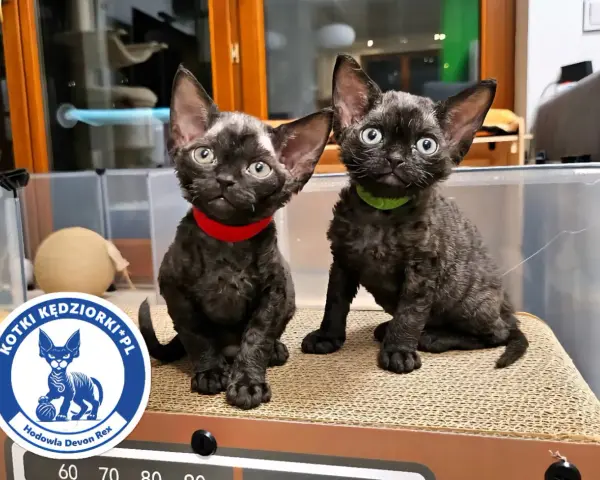 Dwa urocze kociaki rasy Devon Rex, idealne do sprawdzenia hodowli kotów.