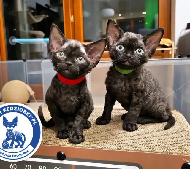 Dwa urocze kociaki rasy Devon Rex, idealne do sprawdzenia hodowli kotów.
