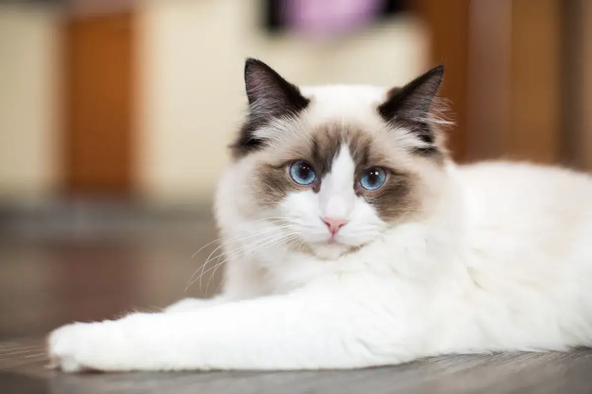 Piękny kot rasy Ragdoll z niebieskimi oczami. Wskazówki, jak przyzwyczaić dorosłego kota do nowego domu, pomogą mu poczuć się bezpiecznie.