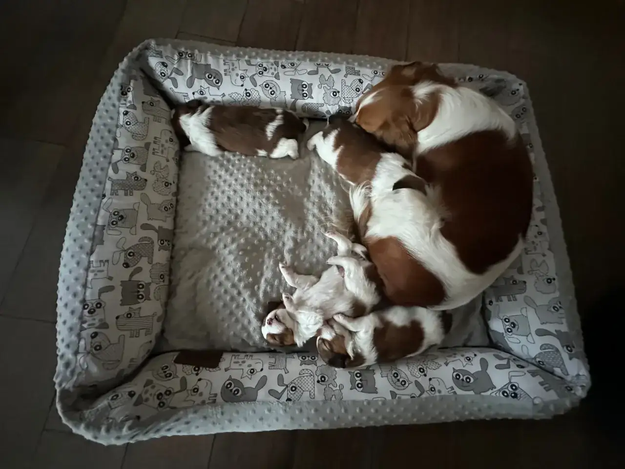 Słodkie szczenięta kooikerhondje śpią razem. Zastanawiasz się nad kooikerhondje cena?