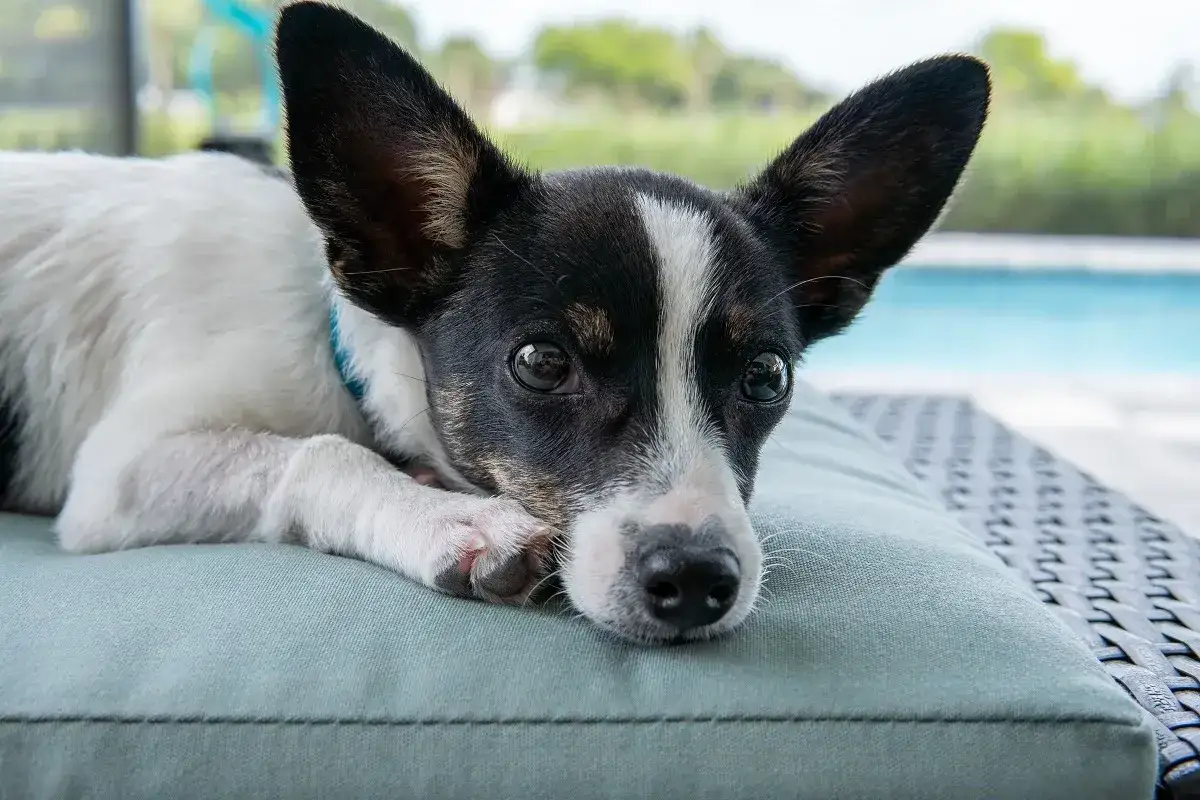 Uroczy rat terrier z wielkimi uszami leży na poduszce przy basenie. Zastanawiasz się nad rat terrier cena?