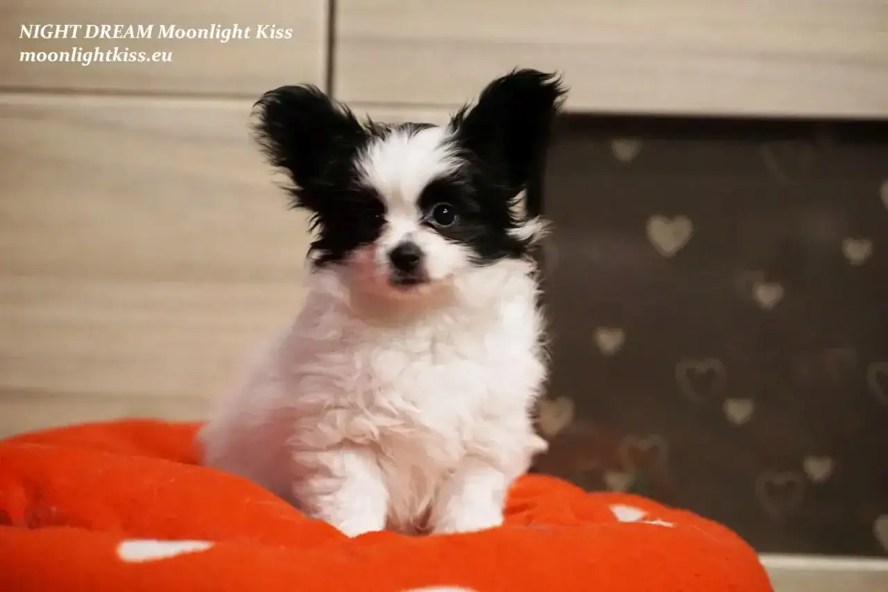 Uroczy szczeniak papillon siedzi na pomarańczowym legowisku. Sprawdź, jaka jest pies papillon cena!