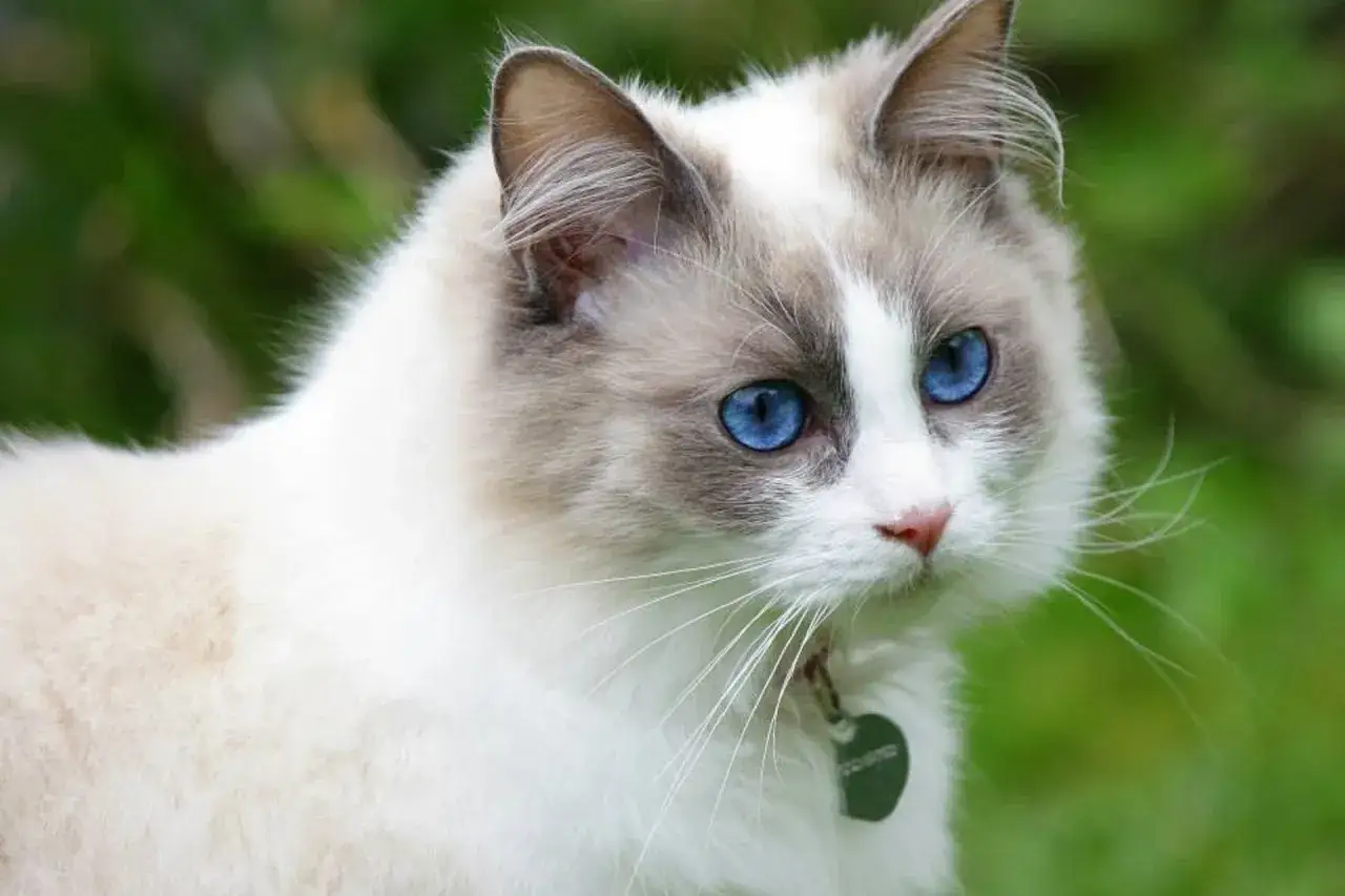 Ragdoll z błękitnymi oczami, przykład spokojnych ras kotów, patrzy w bok na tle zieleni.