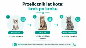 Przelicznik lat kota: pierwszy rok to 15 lat ludzkich, drugi to 24, a każdy kolejny to 4-5 lat.
