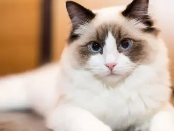Piękny ragdoll z niebieskimi oczami. Choć uroczy, warto pamiętać o potencjalnych wadach tej rasy.