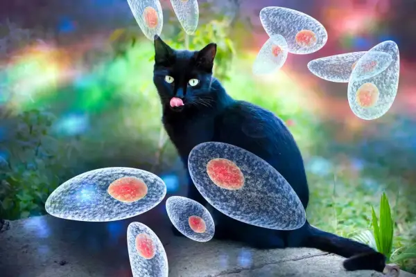 Czarny kot otoczony przez pasożyty Toxoplasma gondii. Toksoplazmoza u kota to poważny problem.