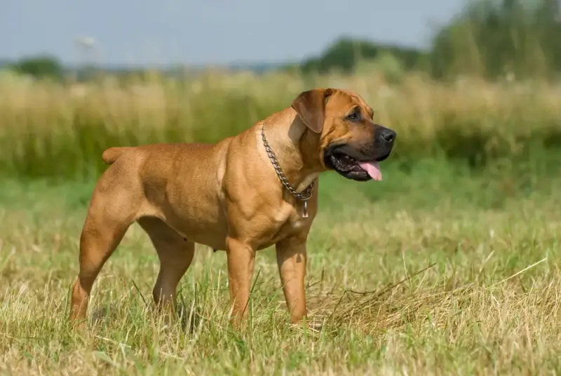 Potężny boerboel na łące. Zastanawiasz się nad boerboel cena? Ten pies to wspaniały towarzysz.