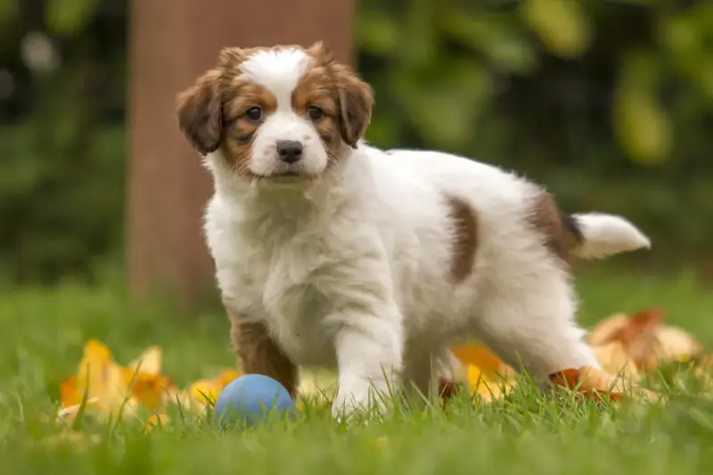 Uroczy szczeniak kooikerhondje z niebieską piłką w trawie. Zastanawiasz się nad kooikerhondje cena?